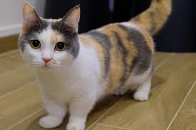 5 Buyumeyen Kedi Cinsi Miyavliyo