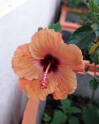 Maybe you would like to learn more about one of these? Hibiscus Flower Meaning Learn Everything About This Beautiful Flower