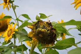 Hal tersebut menjadi faktor utama mengapa di jepang banyak sekali taman dan kebun yang ditumbuhi bunga penghasil kuaci ini. Dwi Susanti Rona Pagi Di Taman Bunga Matahari Dewari