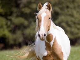 View topic the wild horses of utasia chicken smoothie. 66 Paint Horse Wallpaper On Wallpapersafari