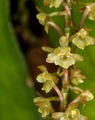 Image result for Rhipidoglossum densiflorum