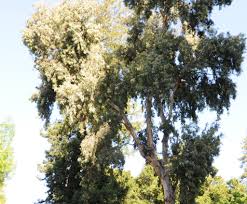 Maybe you would like to learn more about one of these? Tree Spotlight Silver Dollar Gum Canopy Canopy