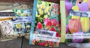 Yellow blooms appear in summer followed by colorful berries, which can be used in fall arrangements. Colorado Garden Punch List Betty Cahill Plant A Tulip Cutting Garden This Fall