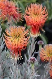 Image result for Leucospermum