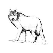 I was wondering if it was possible to send me the wolf step 1 drawing that i could use it in photoshop the picture i'm referring to is the one in black and white at the beginning slide. Wolf Drawing Black White Stock Illustrations 3 962 Wolf Drawing Black White Stock Illustrations Vectors Clipart Dreamstime