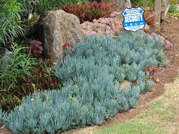 Image result for Senecio