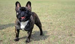 French bulldog information including personality, history, grooming, pictures, videos, and the akc breed akc breed popularity: French Bulldog Dog Breed Information