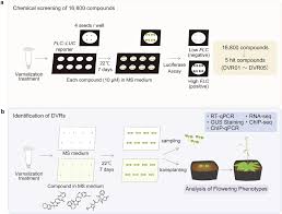 Small molecules and heat treatments reverse vernalization via epigenetic  modification in Arabidopsis | Communications Biology