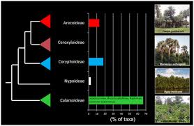 Image result for Eremospatha cuspidata