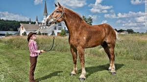 Belgian horse, belgian heavy horse, brabancon, a draft horse breed, standing in front of white belgian draft horse in pasture against autumn trees. Meet Petra Arguably The World S Strongest Draft Horse