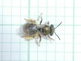 Image result for Lipotriche