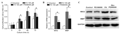 Myelinating schwann cells begin to form the myelin sheath in mammals during fetal development and work by spiraling around the axon, sometimes with as many as 100 revolutions. Schwann Cell Proliferation And Differentiation That Is Induced By Ferulic Acid Through Mek1 Erk1 2 Signalling Promotes Peripheral Nerve Remyelination Following Crush Injury In Rats
