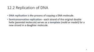 Who are the two scientists who determined the chemical structure of dna>. Protein Synthesis Worksheet Answer Key Ppt Video Online Download