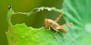 You might ponder ~ ~ ~ is grasshopper edible? How To Stop Grasshoppers From Devouring Your Garden Landscape