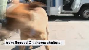 If you would like to adopt a pet please visit the pet adoption center or one of oakland county's 10 pet adoption outreach centers. These Animals Were Rescued From Oklahoma Flooding Now You Can Give Them A Permanent Home In Dc 11alive Com