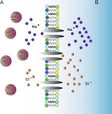 Diffusion of a solvent (usually water molecules) through a semipermeable membrane they are loosely attached to other proteins or the membrane itself through hydrogen bonds. Cell Membranes Sciencedirect