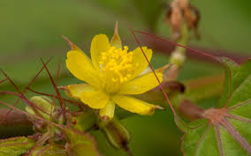 Image result for Corchorus kirkii