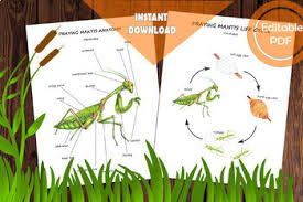 These insects are notorious predators and their name is sometime … Praying Mantis Life Cycle Worksheets Teaching Resources Tpt