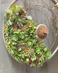 Another practical use of a sphagnum moss is a protector for succulents. Sphagnum Moss Succulent White Sands Furniture Creations Facebook