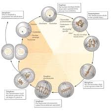 Interphase is an integral part of the cell cycle that prepares a cell for mitosis by producing proteins and duplicating chromosomes. 5 Mitosis In Animal Cells During Interphase G1 S G2 Phases Of Cell Download Scientific Diagram