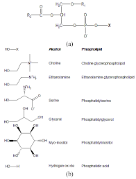 Mass spectrometery is used for the analysis of macromolecules originating from biological sources, such as proteins, peptides, dna or rna oligomers. Molecules Free Full Text Interest Of Fluorescence Derivatization And Fluorescence Probe Assisted Post Column Detection Of Phospholipids A Short Review Html