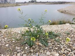 Image result for Erucastrum arabicum