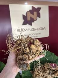 Sâm Ngọc Linh Tươi Loại 1 - Sâm Ngọc Linh Nghị Gia
