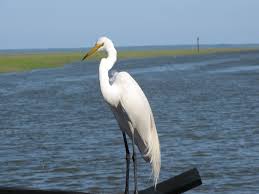 Water Birds Of North Georgia Eddie The Egret Waiting For Scraps From Todays Catch At Shellman Bluff Marina Bird Photography Shellman Vacation