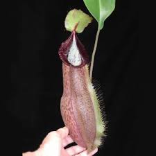 Image result for Nesaea spathulata