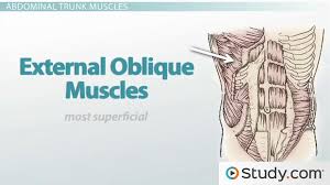 Location of the latissimus dorsi muscle: Axial Muscles Trunk Muscles Anatomy Support Video Lesson Transcript Study Com