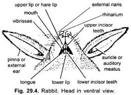 External Morphology Of Rabbit With Diagram Chordata