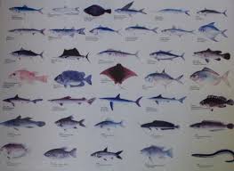 Bahkan ada jenis ikan guppy. Jenis Ikan Yang Ada Di Perairan Maluku Daily Voyagers