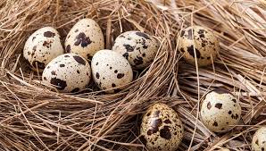 If you have kept eggs past the use before date, try to boil them, and if most sink to the our neighbor gave us a lot of. Everything You Need To Know About Quail Eggs The Happy Chicken Coop