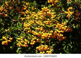 Image result for Pyracantha coccinea soleil d'or