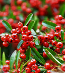 Image result for Pyracantha coccinea red column