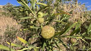 Image result for Gomphocarpus glaucophyllus