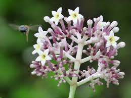 Image result for Chassalia parvifolia