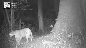 Pumas is the first platform to provide true integration of pharmacometric models with. Puma Cougar Species In World Land Trust Reserves