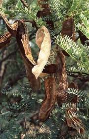 Image result for Elephantorrhiza goetzei