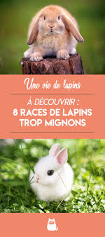 Races De Lapins Et Leurs Caracteristiques Lapin Race Lapin Lapin Belier Angora
