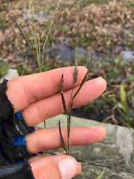 Image result for Eriochloa macclounii