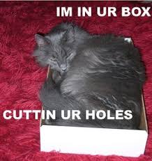 Image result for lolcats