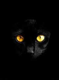 480x854 cukup wallpaper untuk desktop 793422 is wrong or declined related to gambar kucing hd we say i am sorry also if you please contact us today. Wallpaper Black Cat Animal Collective 1300x1772 Thefrisco 1623609 Hd Wallpapers Wallhere