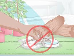 How To Care For A Texas Spiny Lizard 12 Steps With Pictures There are over 90 species in this genus currently organized in to 21 species groups.