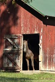 Horse riders complements, rigs, reins, leather over wood. Pin By Ayesha Moir On Amish Farming Old Barns Country Barns Red Barn