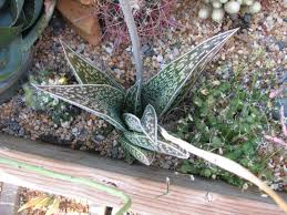 Image result for Selago dinteri