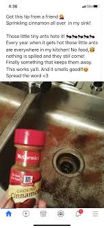 diy in 2020 tiny ants, soap bottle