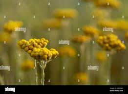 Image result for Helichrysum aureum