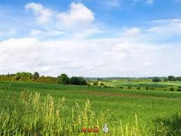 This fertile land is ideal for cashew, mango and other crops such as yam, plantain, maize a single track parcel of approximately 410+ acres mixed farming land available for sale in abura daman in the mfantseman district, central. Lands Cheap Agricultural Punjab Lands In Punjab Mitula Homes