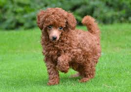 Vet checked, vaccinated, dewormed, dew claws removed, tail docked.personality/ very outgoing, playful. Poodle Puppies For Sale In Dubai Pure Breed Pups Pet Mania Dubai